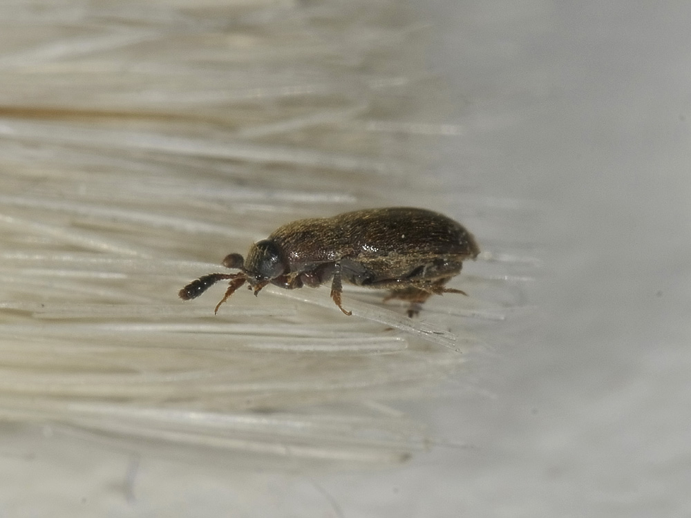 Colonidae?